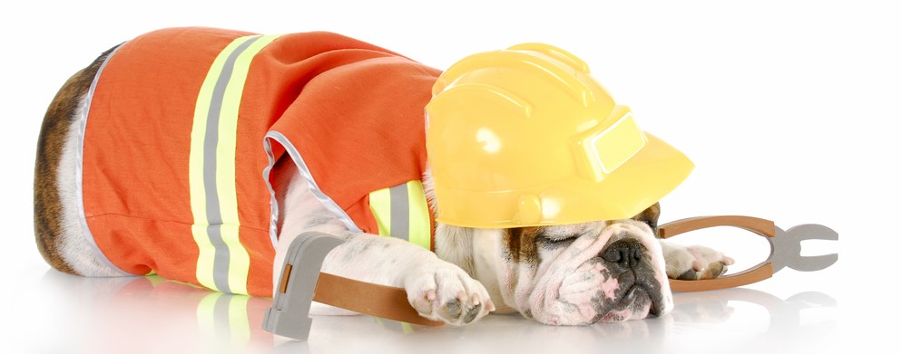 slapende hond in bouwvakkersoutfit slapende hond in bouwvakkersoutfit